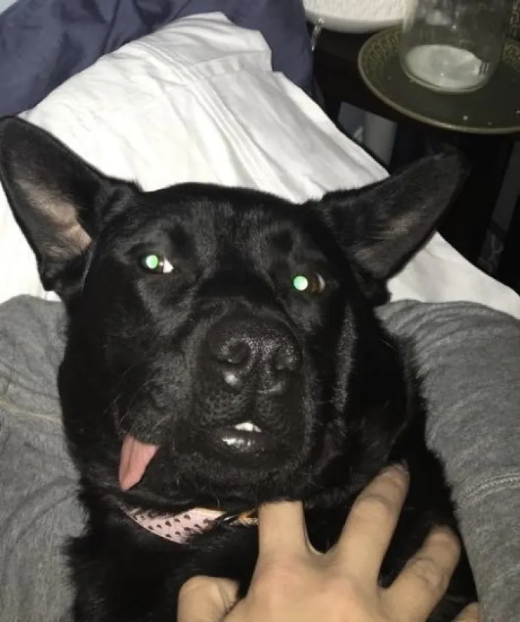 ONI SU BA&Scaron; KAO LJUDI: Najurnebesnije face kućnih ljubimaca nasmijat će vas do suza