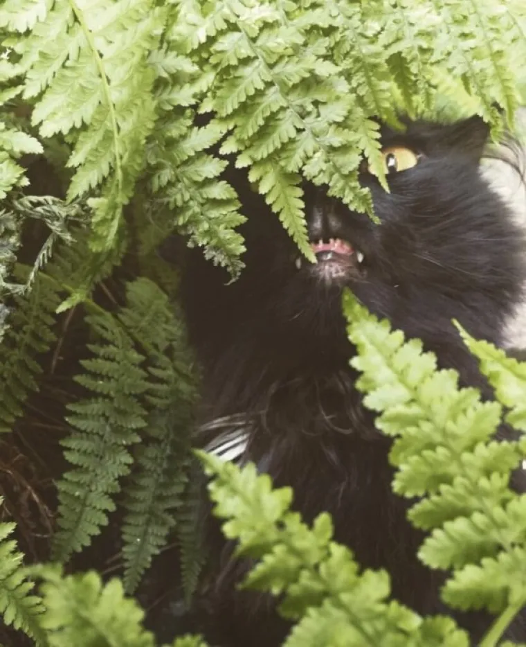 ONI SU BA&Scaron; KAO LJUDI: Najurnebesnije face kućnih ljubimaca nasmijat će vas do suza