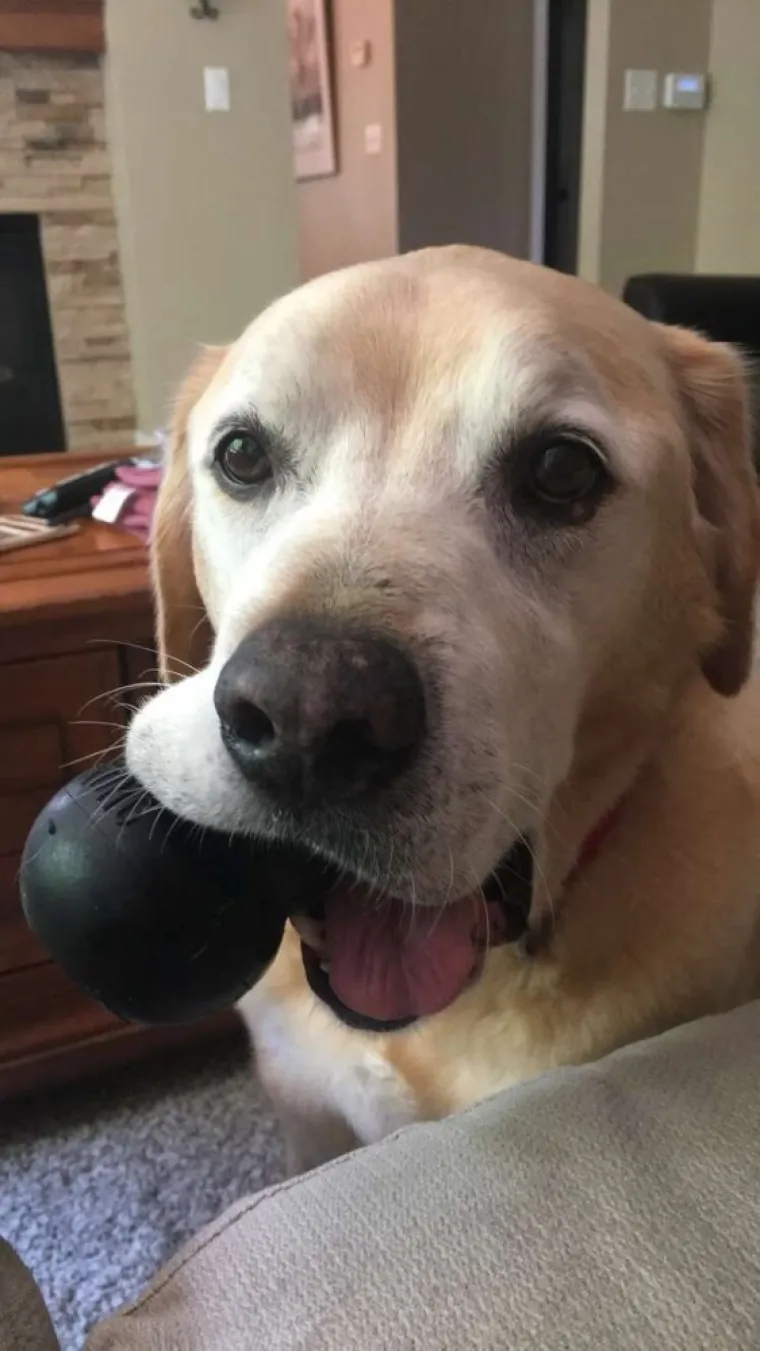 ONI SU BA&Scaron; KAO LJUDI: Najurnebesnije face kućnih ljubimaca nasmijat će vas do suza