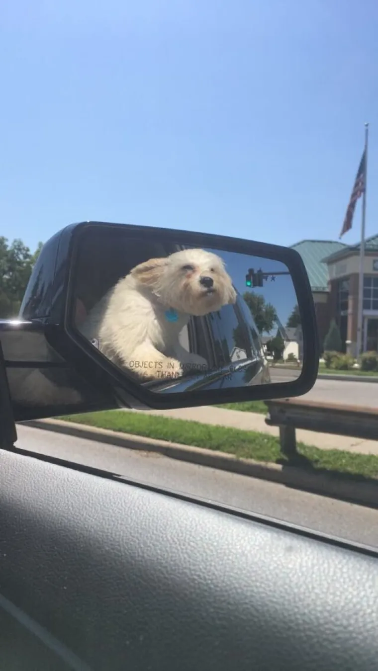 ONI SU BA&Scaron; KAO LJUDI: Najurnebesnije face kućnih ljubimaca nasmijat će vas do suza