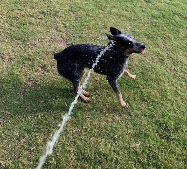 ONI SU BA&Scaron; KAO LJUDI: Najurnebesnije face kućnih ljubimaca nasmijat će vas do suza