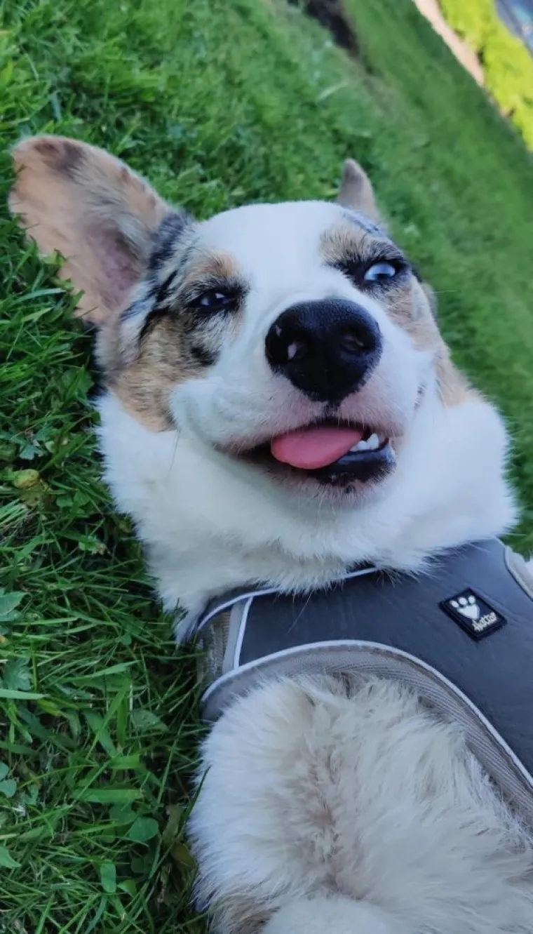 ONI SU BA&Scaron; KAO LJUDI: Najurnebesnije face kućnih ljubimaca nasmijat će vas do suza