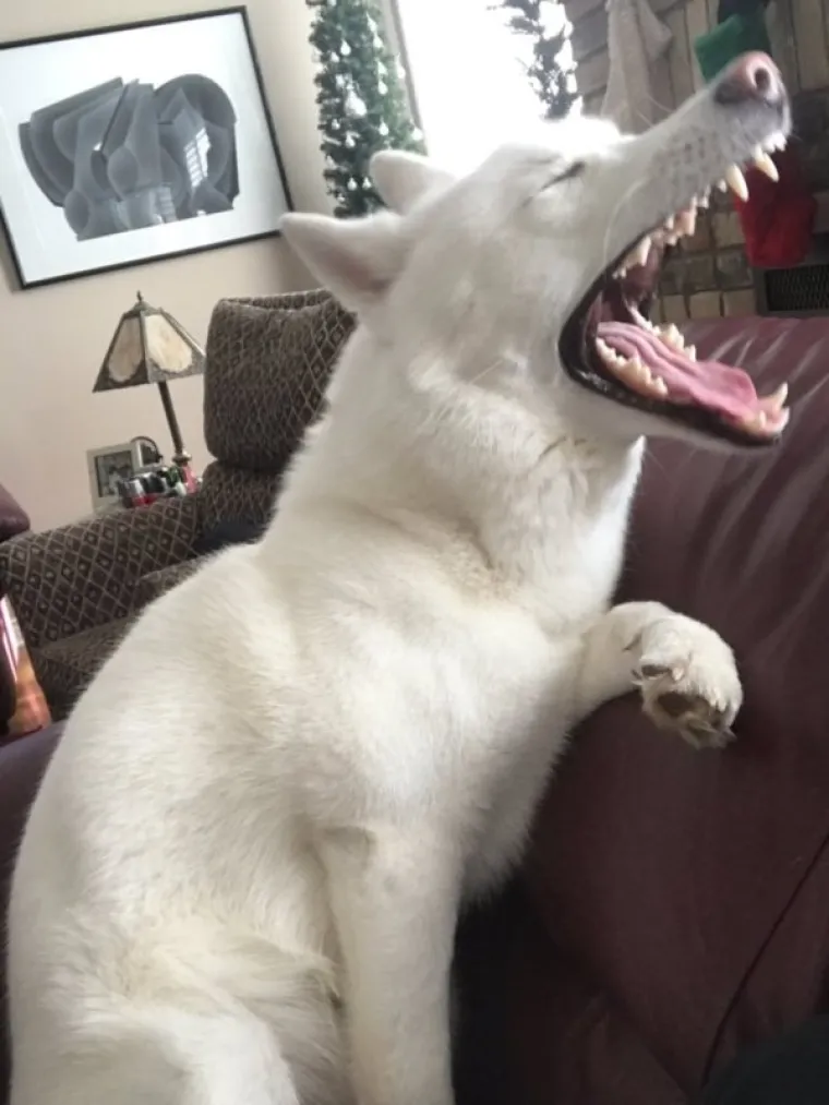 ONI SU BA&Scaron; KAO LJUDI: Najurnebesnije face kućnih ljubimaca nasmijat će vas do suza