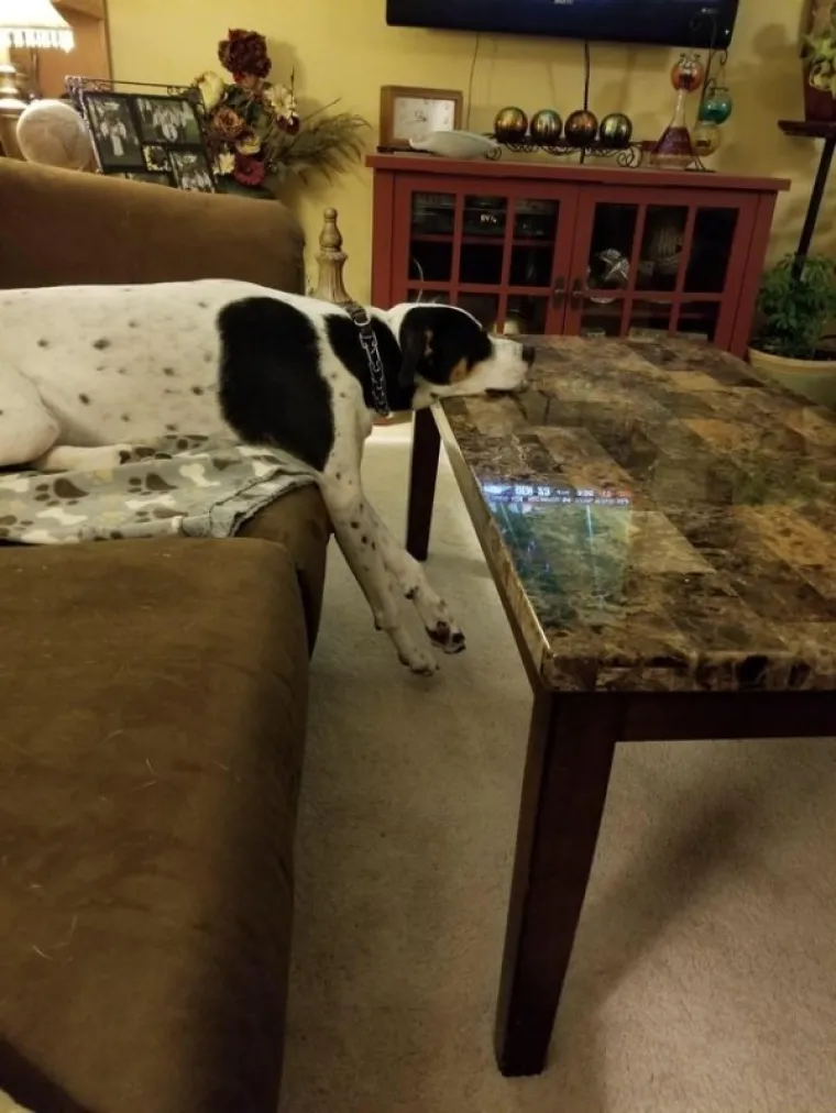 ONI SU BA&Scaron; KAO LJUDI: Najurnebesnije face kućnih ljubimaca nasmijat će vas do suza