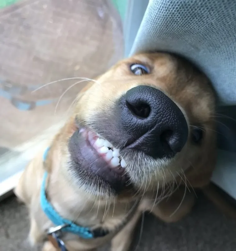 ONI SU BA&Scaron; KAO LJUDI: Najurnebesnije face kućnih ljubimaca nasmijat će vas do suza