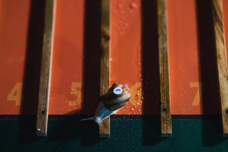 Uzbudljivo prvenstvo: U neočekivanom obratu titulu najbržeg osvojio puž iz staze 6