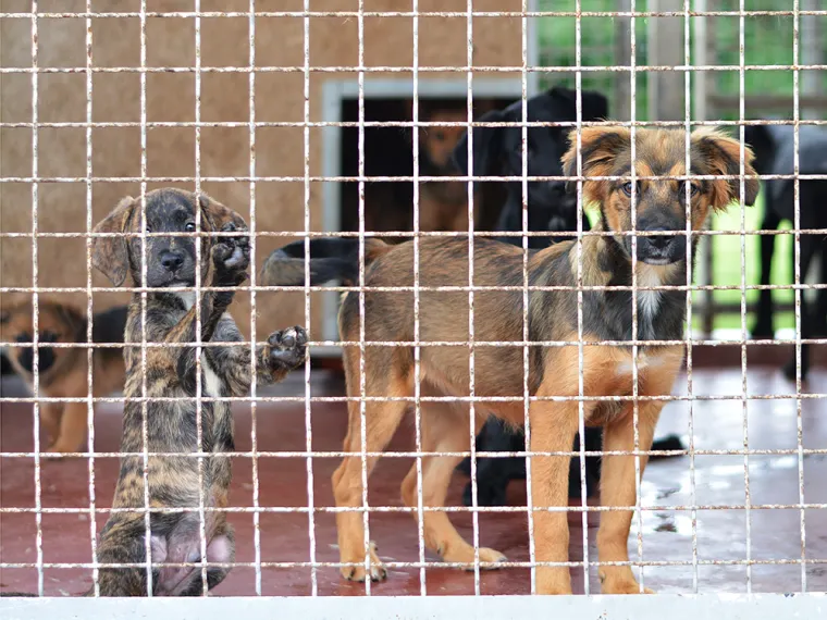 Tužni prizori u skloništima: 'Ovoliki broj odbačenih štenaca zastrašuje sve koji vole životinje'