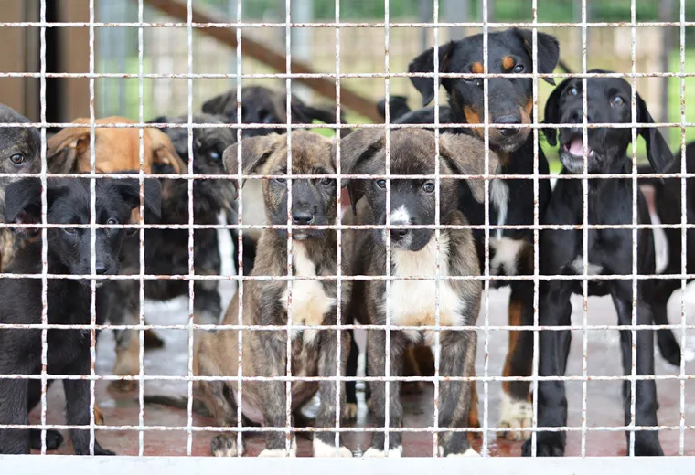 Tužni prizori u skloništima: 'Ovoliki broj odbačenih štenaca zastrašuje sve koji vole životinje'