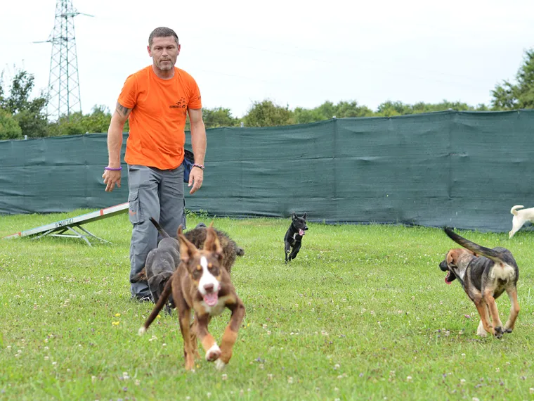 Tužni prizori u skloništima: 'Ovoliki broj odbačenih štenaca zastrašuje sve koji vole životinje'