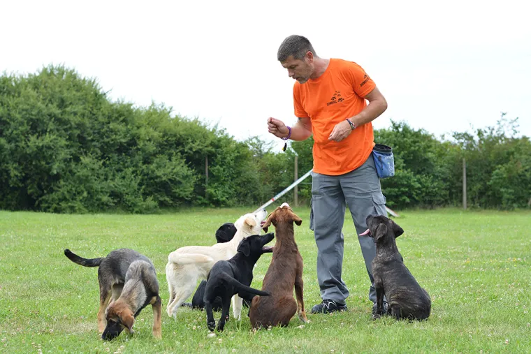 Tužni prizori u skloništima: 'Ovoliki broj odbačenih štenaca zastrašuje sve koji vole životinje'