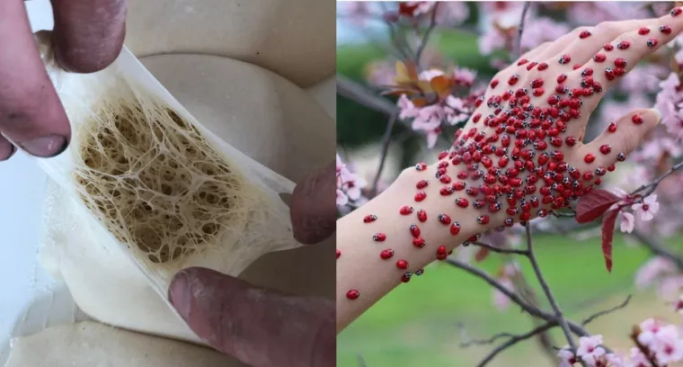 Bolujete li od tripofobije? Ove fotografije su nama zgadile život, tako da mi vjerojatno bolujemo