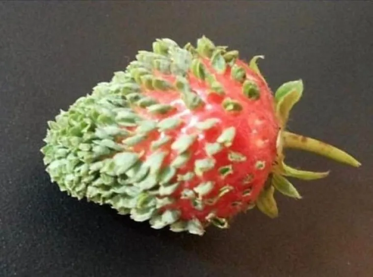 Bolujete li od tripofobije? Ove fotografije su nama zgadile život, tako da mi vjerojatno bolujemo