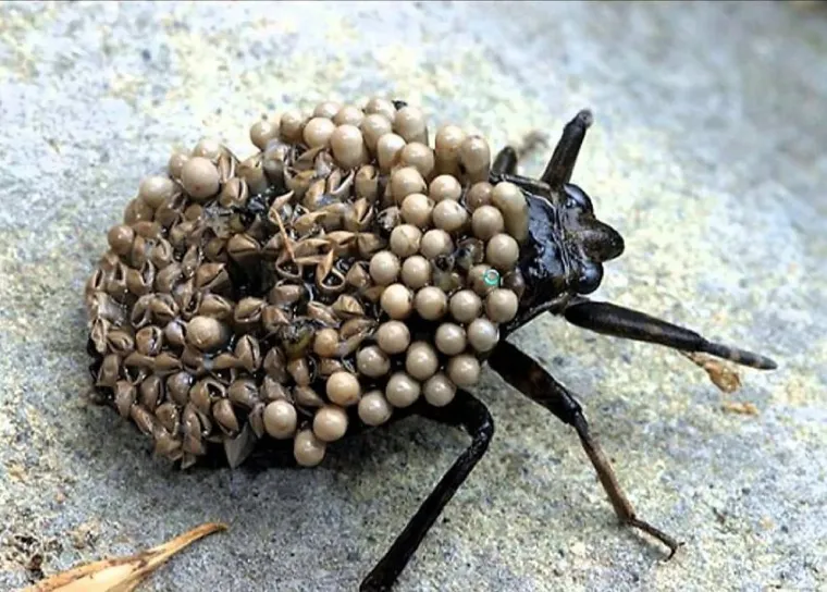 Bolujete li od tripofobije? Ove fotografije su nama zgadile život, tako da mi vjerojatno bolujemo