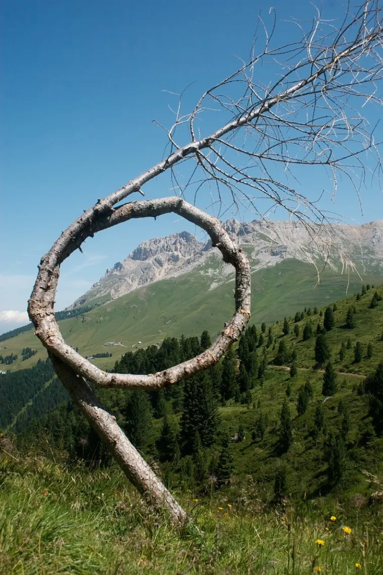 Vrlo neodlučno drvo