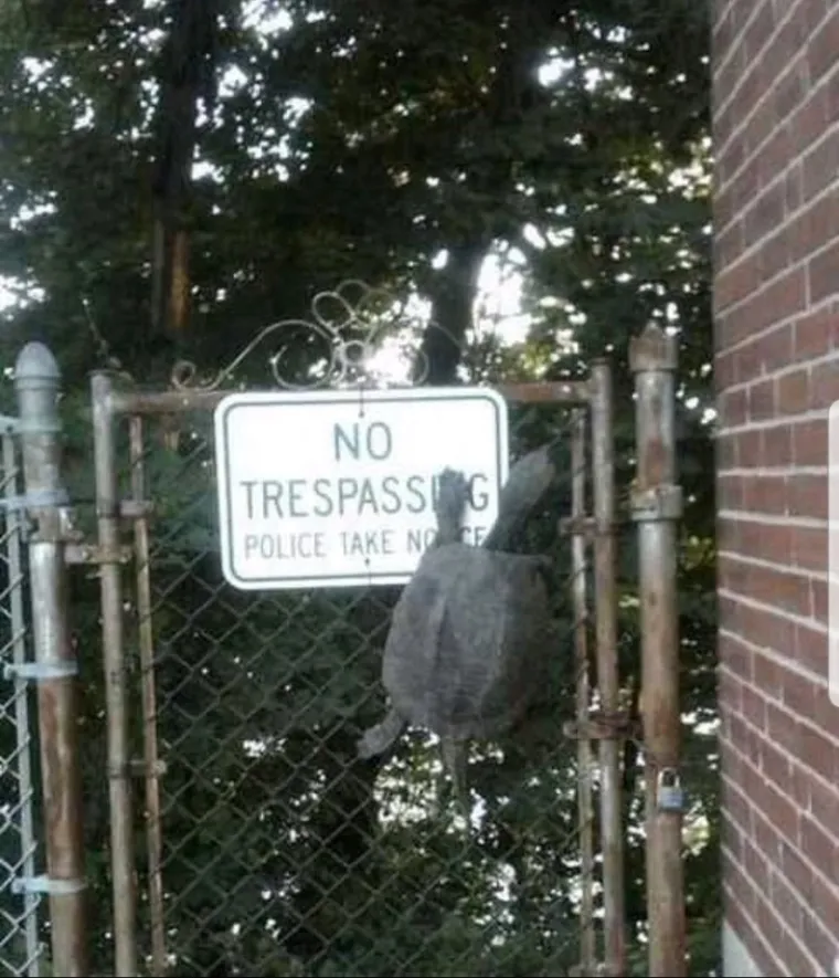 Kornjača krši zakon - polako, ali sigurno.