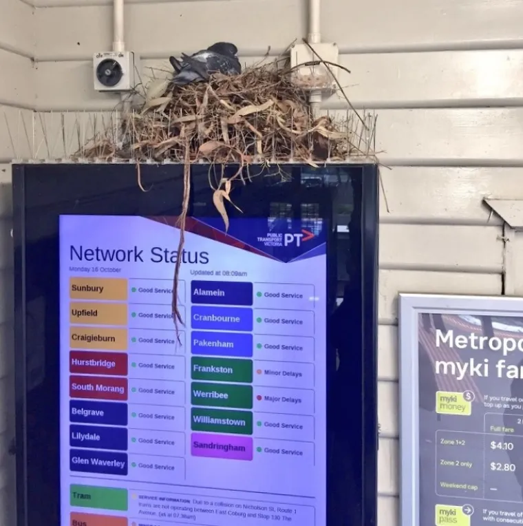 Ptice su svile gnijezdo usprkos šiljcima protiv ptica.