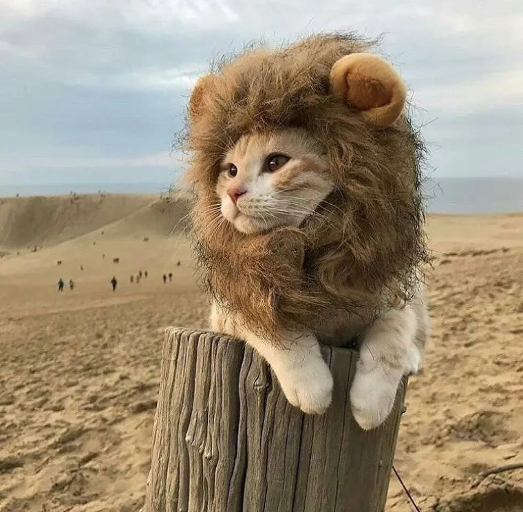 MAČKE SU KRALJICE SVEMIRA, A TO ZNAJU I NJIHOVI VLASNICI: Ovo su njihovi najbolji trenuci