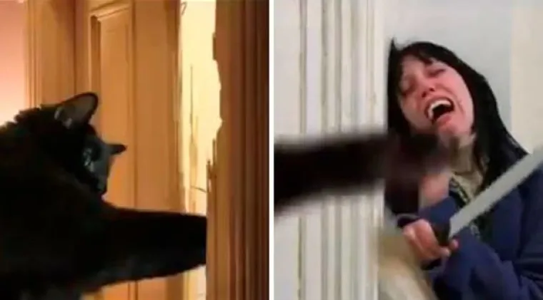 MAČKE SU KRALJICE SVEMIRA, A TO ZNAJU I NJIHOVI VLASNICI: Ovo su njihovi najbolji trenuci