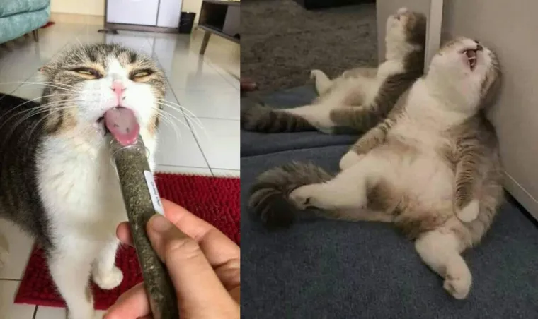 MAČKE SU KRALJICE SVEMIRA, A TO ZNAJU I NJIHOVI VLASNICI: Ovo su njihovi najbolji trenuci