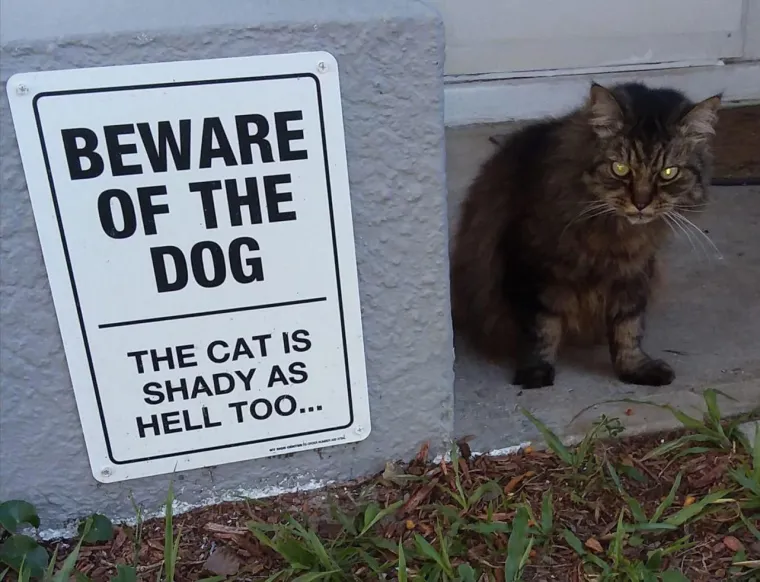 MAČKE SU KRALJICE SVEMIRA, A TO ZNAJU I NJIHOVI VLASNICI: Ovo su njihovi najbolji trenuci