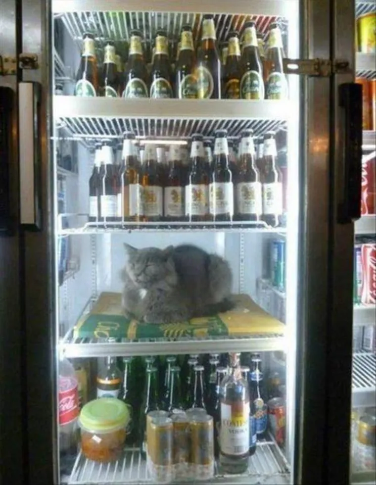 MAČKE SU KRALJICE SVEMIRA, A TO ZNAJU I NJIHOVI VLASNICI: Ovo su njihovi najbolji trenuci