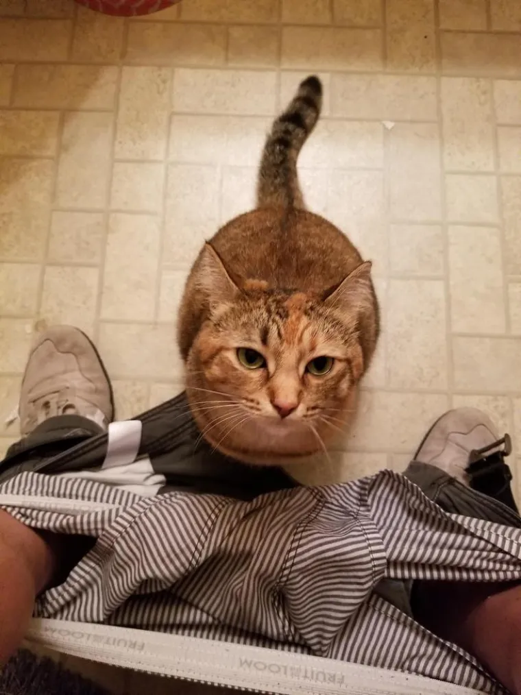 MAČKE SU KRALJICE SVEMIRA, A TO ZNAJU I NJIHOVI VLASNICI: Ovo su njihovi najbolji trenuci