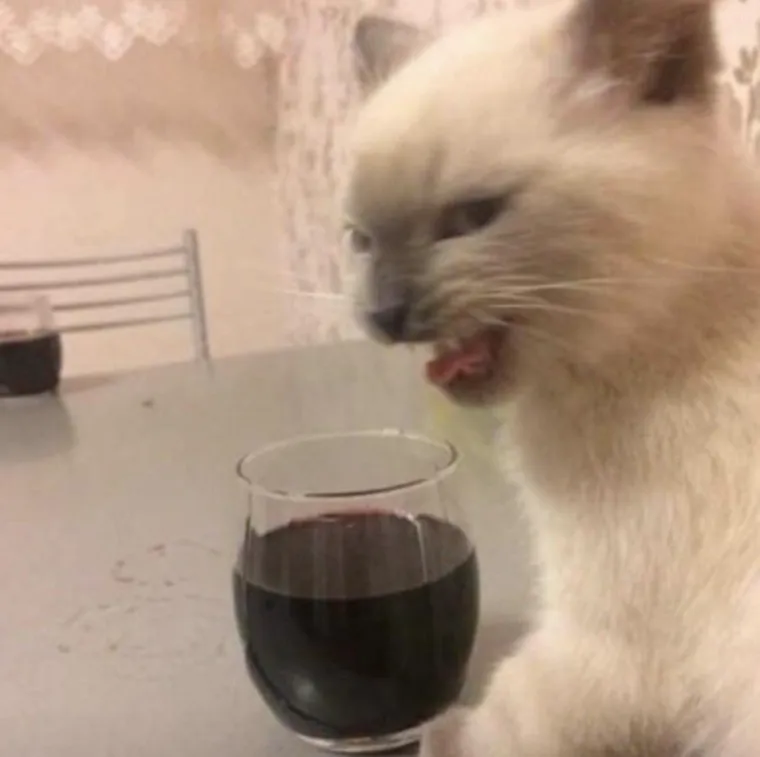 MAČKE SU KRALJICE SVEMIRA, A TO ZNAJU I NJIHOVI VLASNICI: Ovo su njihovi najbolji trenuci