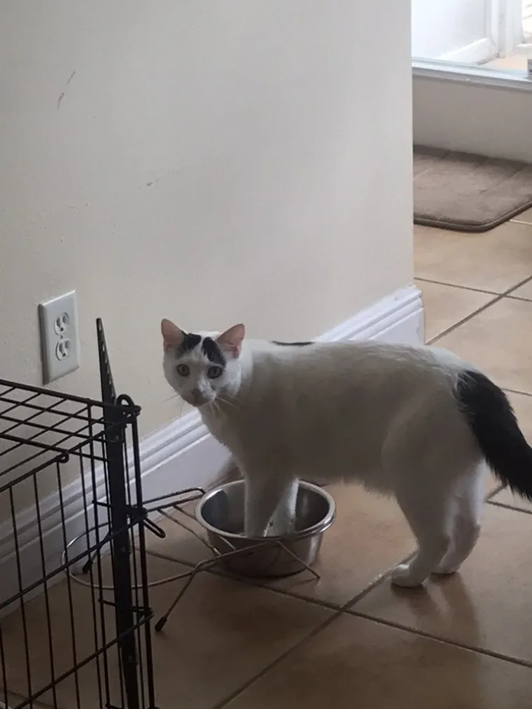 MAČKE SU KRALJICE SVEMIRA, A TO ZNAJU I NJIHOVI VLASNICI: Ovo su njihovi najbolji trenuci