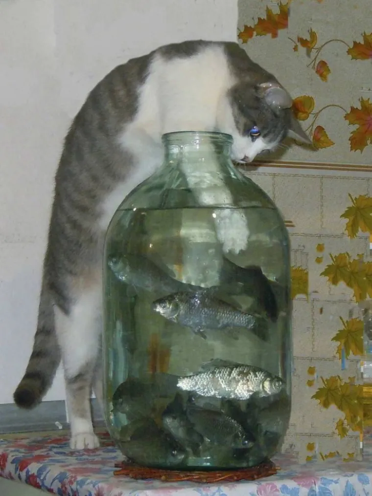 MAČKE SU KRALJICE SVEMIRA, A TO ZNAJU I NJIHOVI VLASNICI: Ovo su njihovi najbolji trenuci