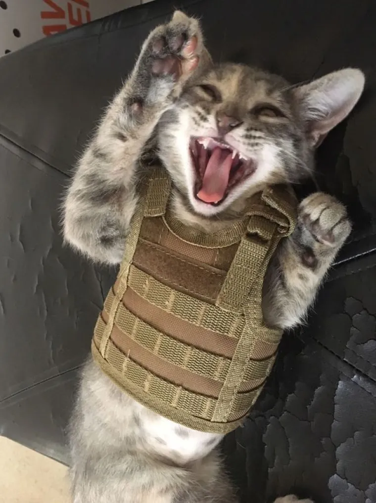 MAČKE SU KRALJICE SVEMIRA, A TO ZNAJU I NJIHOVI VLASNICI: Ovo su njihovi najbolji trenuci