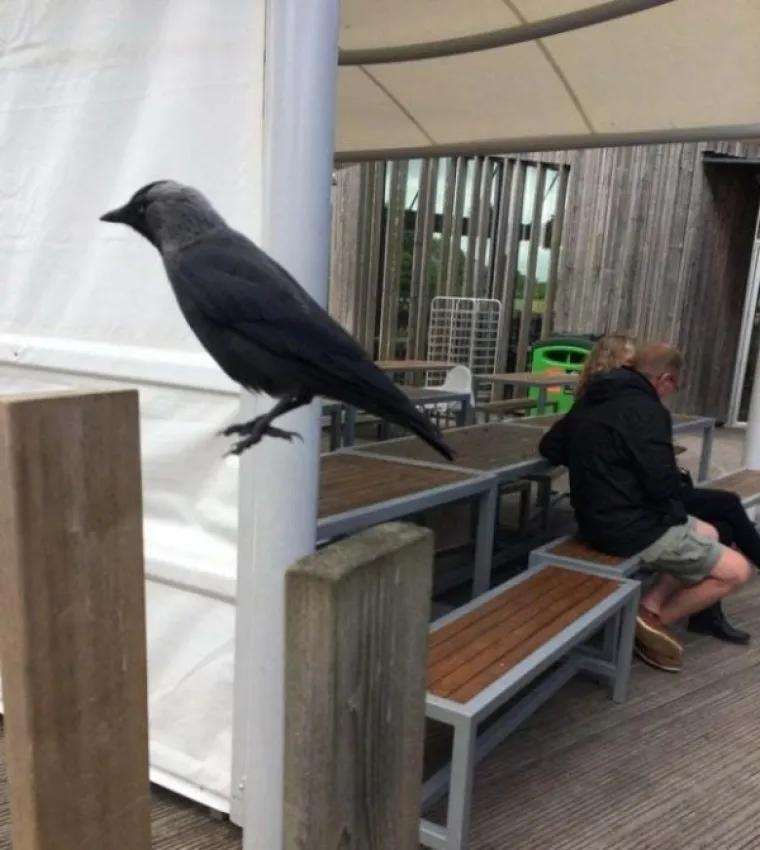 OVO SU NAJBOLJE TEMPIRANE FOTOGRAFIJE: Da biste ih shvatili, morat ćete pogledati dva puta. Najmanje