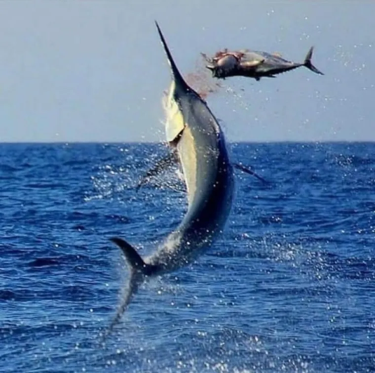 OVO SU NAJBOLJE TEMPIRANE FOTOGRAFIJE: Da biste ih shvatili, morat ćete pogledati dva puta. Najmanje