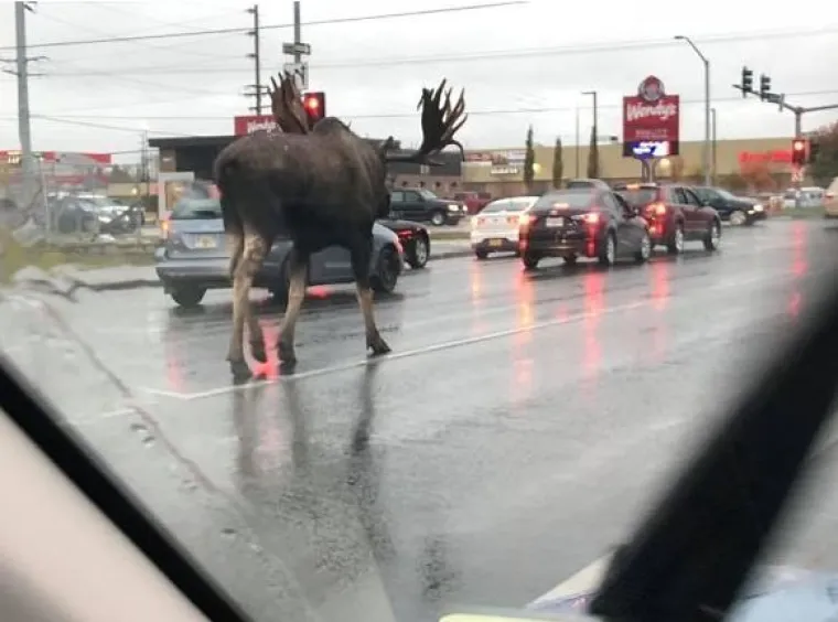 'Dakle, &scaron;to je ovo?':15 fotografija na kojima nitko ne zna &scaron;to se događa