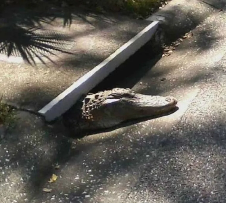 'Dakle, &scaron;to je ovo?':15 fotografija na kojima nitko ne zna &scaron;to se događa