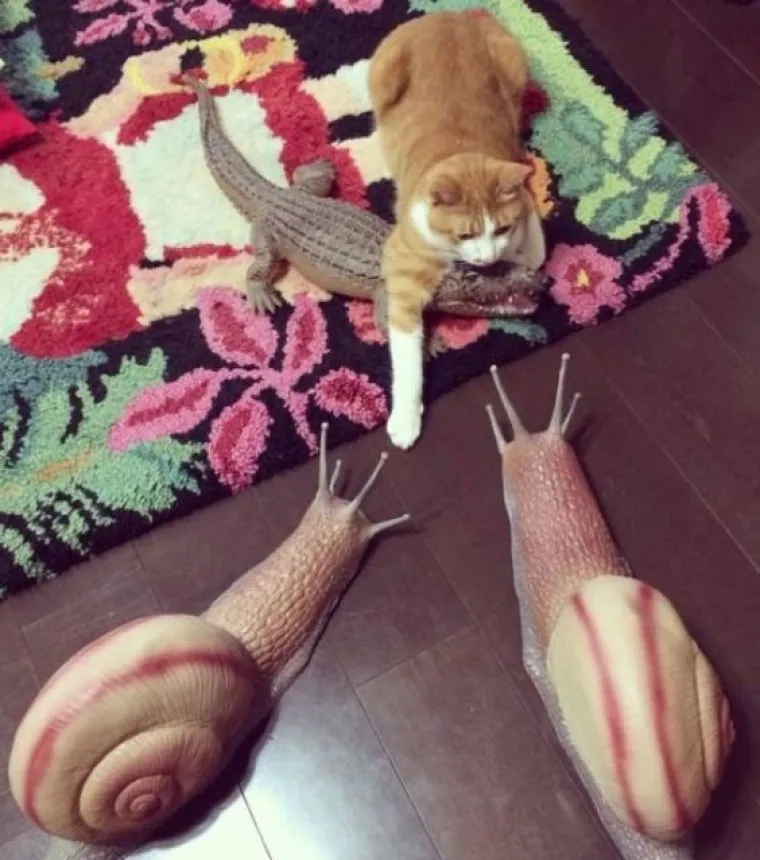 JO&Scaron; 15 fotografija na kojima nitko ne zna &scaron;to se i za&scaron;to događa