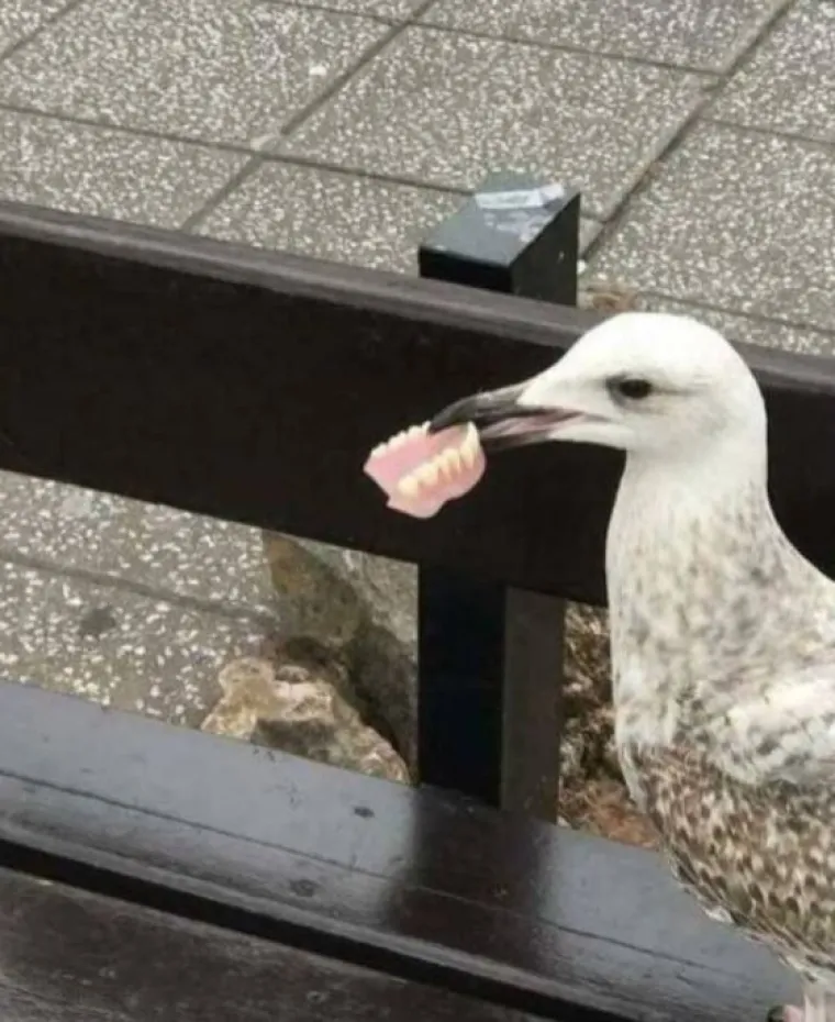 JO&Scaron; 15 fotografija na kojima nitko ne zna &scaron;to se i za&scaron;to događa