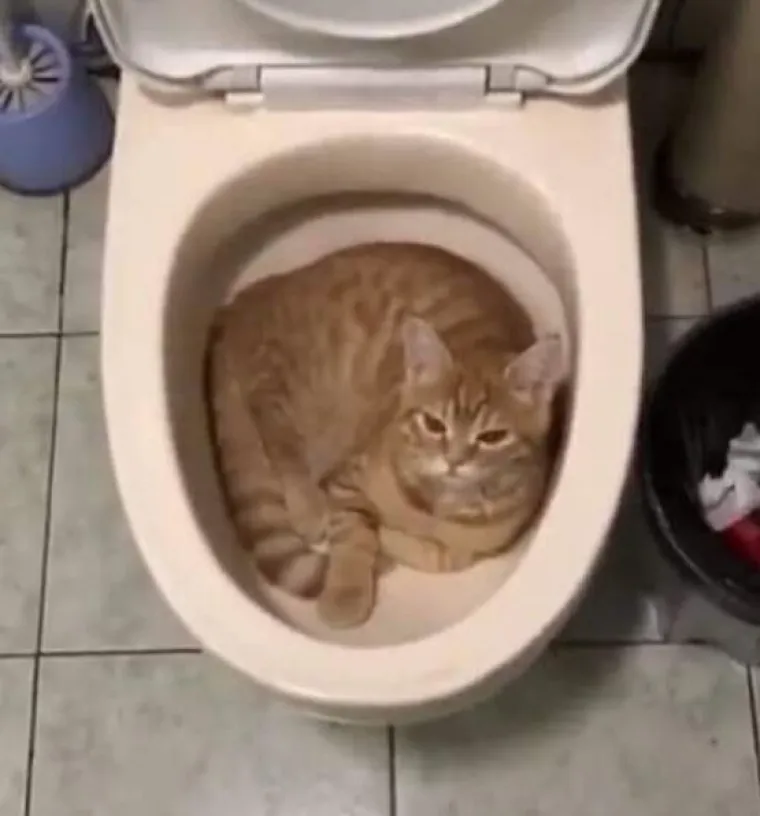 JO&Scaron; 15 fotografija na kojima nitko ne zna &scaron;to se i za&scaron;to događa