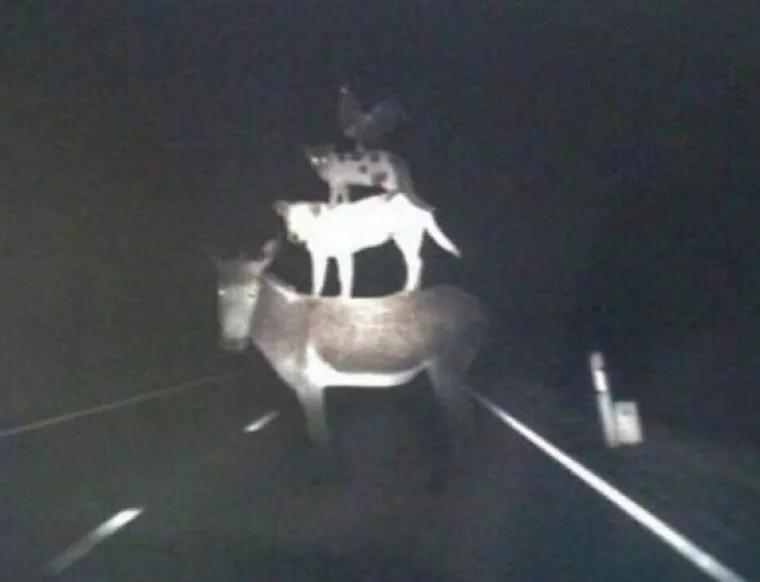 JO&Scaron; 15 fotografija na kojima nitko ne zna &scaron;to se i za&scaron;to događa