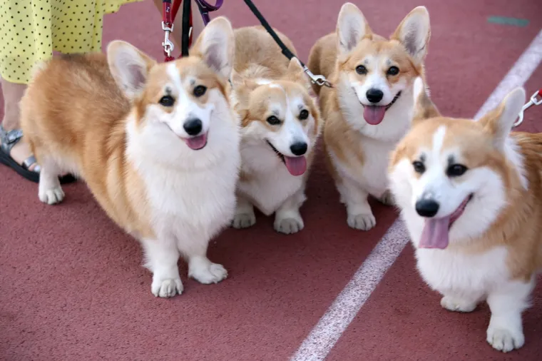 Lajavci su se sredili za izložbu: Corgie, jazavčar ili kineski kukmasti pas - koji vam je najljep&scaron;i?