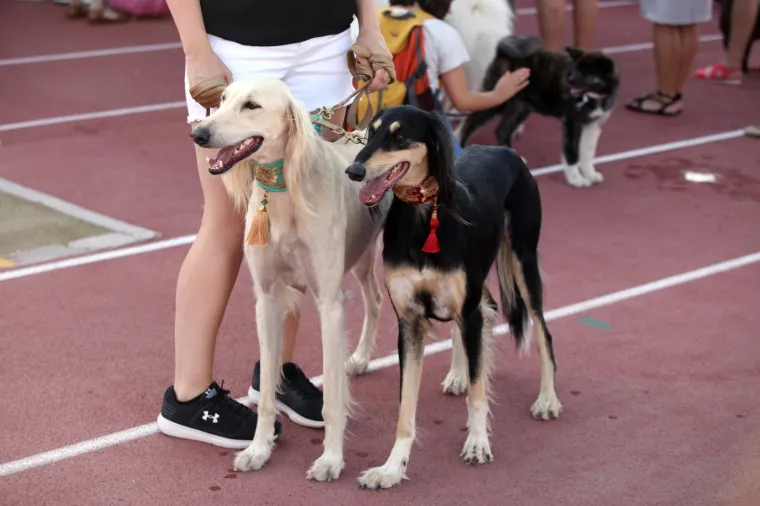 Lajavci su se sredili za izložbu: Corgie, jazavčar ili kineski kukmasti pas - koji vam je najljep&scaron;i?