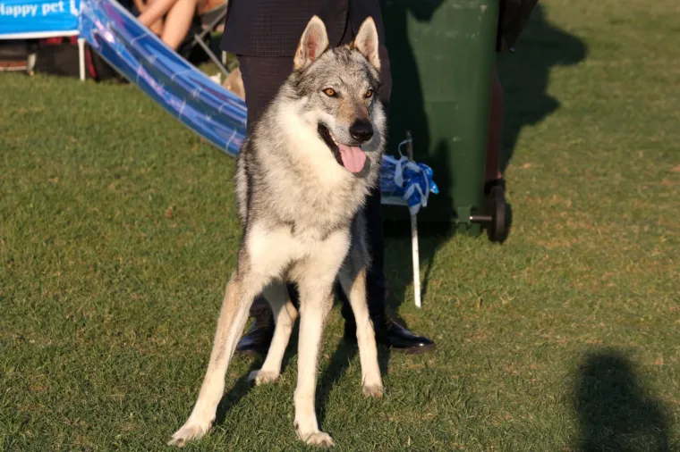 Lajavci su se sredili za izložbu: Corgie, jazavčar ili kineski kukmasti pas - koji vam je najljep&scaron;i?