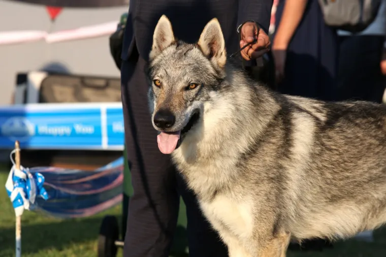 Lajavci su se sredili za izložbu: Corgie, jazavčar ili kineski kukmasti pas - koji vam je najljep&scaron;i?