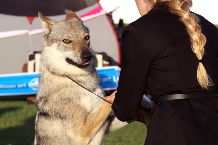 Lajavci su se sredili za izložbu: Corgie, jazavčar ili kineski kukmasti pas - koji vam je najljep&scaron;i?