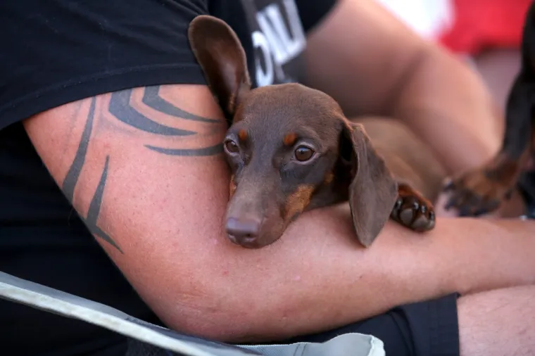 Lajavci su se sredili za izložbu: Corgie, jazavčar ili kineski kukmasti pas - koji vam je najljep&scaron;i?