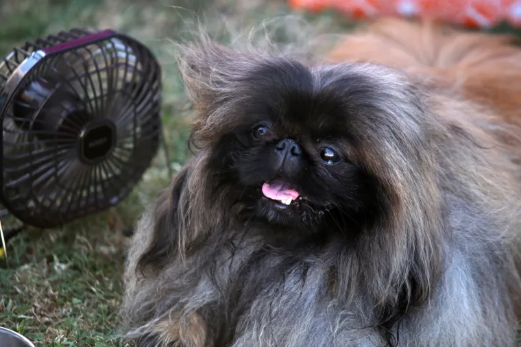 Lajavci su se sredili za izložbu: Corgie, jazavčar ili kineski kukmasti pas - koji vam je najljep&scaron;i?