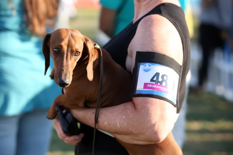 Lajavci su se sredili za izložbu: Corgie, jazavčar ili kineski kukmasti pas - koji vam je najljep&scaron;i?