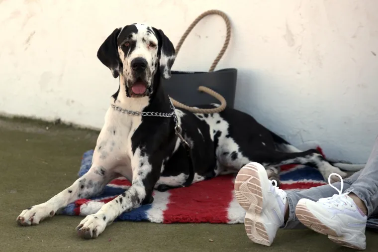 Lajavci su se sredili za izložbu: Corgie, jazavčar ili kineski kukmasti pas - koji vam je najljep&scaron;i?