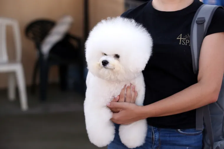 Lajavci su se sredili za izložbu: Corgie, jazavčar ili kineski kukmasti pas - koji vam je najljep&scaron;i?