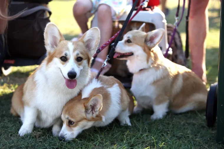 Lajavci su se sredili za izložbu: Corgie, jazavčar ili kineski kukmasti pas - koji vam je najljep&scaron;i?