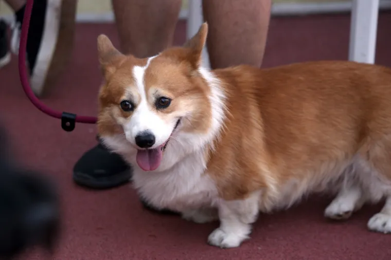 Lajavci su se sredili za izložbu: Corgie, jazavčar ili kineski kukmasti pas - koji vam je najljep&scaron;i?